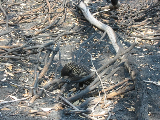 echidna on burnt ground