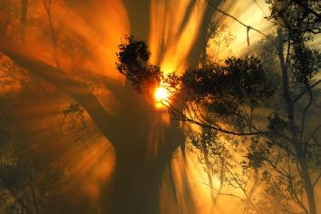 sun through trees in bushfire