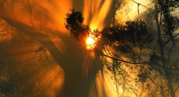 sun through trees in bushfire
